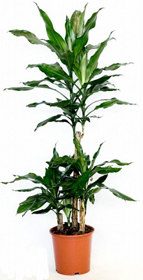 Растение комнатное Драцена Steudneri 11х40 см