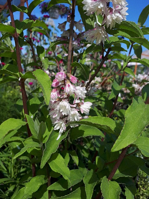 Рослина Дейція С4, С7,5