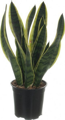 Растение Сансеверія д17 в70+