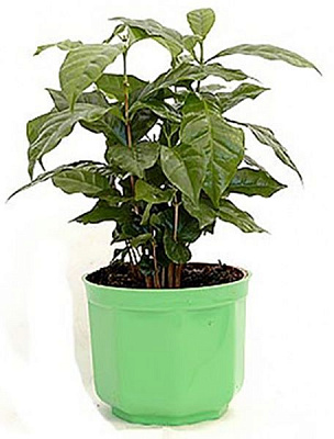 Рослина Кава Арабіка в керамічній чашці 12/25