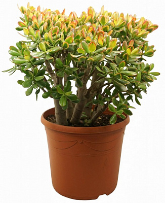 Рослина Красула XXL 25/60