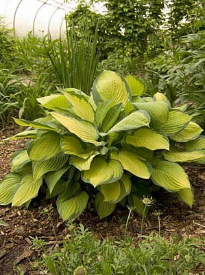 Корневище хосты Голд Стандарт XL 1 шт. 