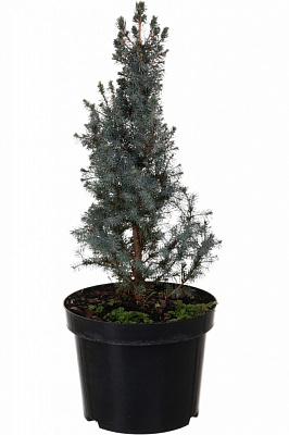 Растение Ель Sanders Blue C5