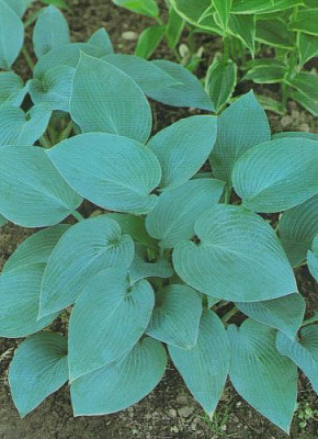 Корневище Яскрава Хоста Canadian Blue 1 шт. 