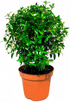 Растение комнатное Мирт бол на спираль-штамбе d12/h40