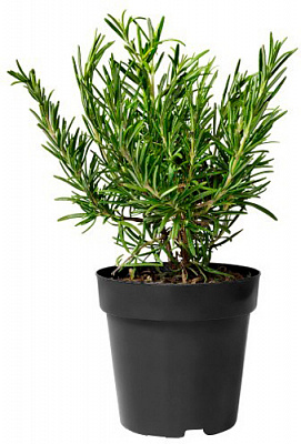 Растение Розмарин микс 14х25 см