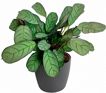 Растение Ктенанта Amagris 12x25 см
