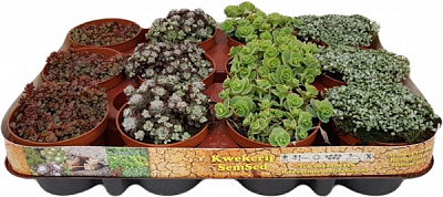 Рослина кімнатна Седум мікс d5,5/h8