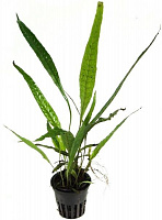 Растение аквариумное Лотос К Микросорум (Microsorum minor thin leaves)