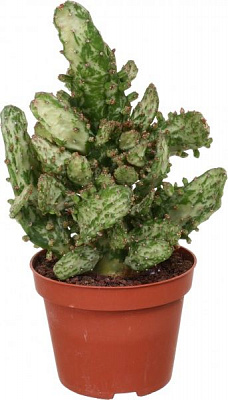 Растение Опунтия микс 10х20-30 см