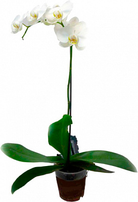 Рослина Фаленопсис мікс 1 стовбур 12х75