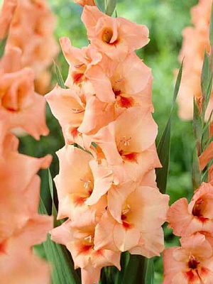 Бульбоцибулина гладіолуса Пітер Пірс 5 шт.