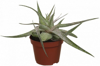 Растение комнатное Алоэ микс 5 х 15