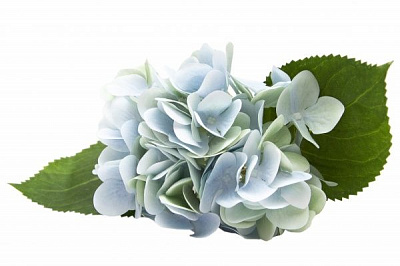 Цветок искусственный Гортензия 42 см голубая 630614