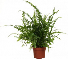 Растение Нефролепис Boston 17x50 см