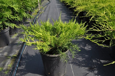 Растение Можжевельник С3