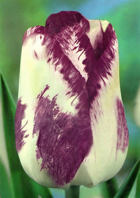 Луковица Яскрава 3 шт. 