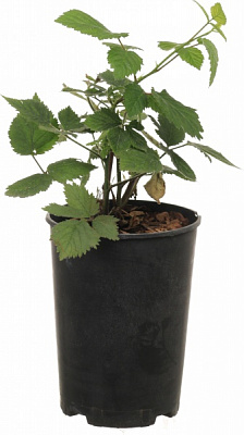 Саженец Декоплант Саженец ежевики (3 л)