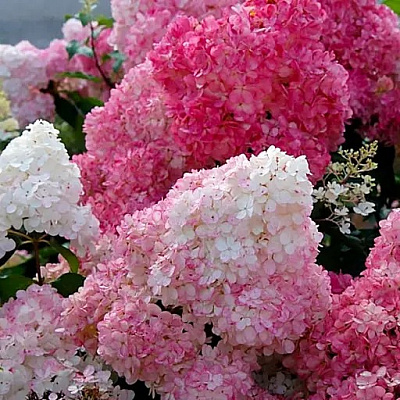 Растение Гортензия метельчатая Сандей Фрайз / Hydrangea paniculata Sundae Fraise С15-20/Н 90