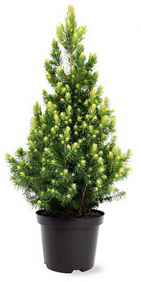 Рослина Ялина Rainbows End C3