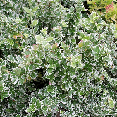 Рослина Бруслина крупноплідна С3