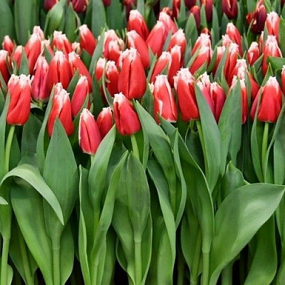 Луковица Тюльпан Canasta 3 шт. 