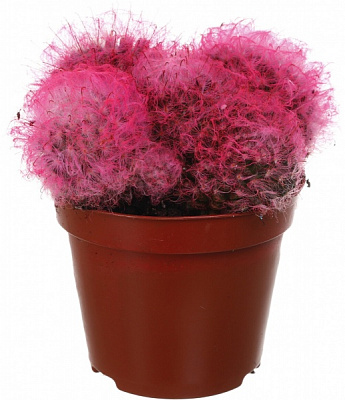 Растение Кактус разноцветный 8/10