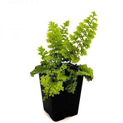 Растение декоративное Лотос К Многорядник щетинконосный 'Plumosum' (Polystichum s. 'Plumosum')