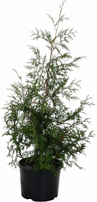 Саженец Гигантская Thuja standishii x plicata (для живых изгородей) 25L H130-160 см