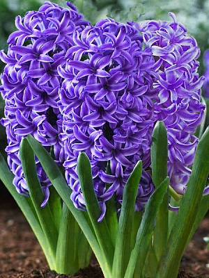 Цибулина TUBERBULB Export B.V. гіацинта Атлантік 2 шт.