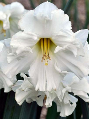 Цибулина нарциса розрізнокорончастого Колбланк 2 шт.