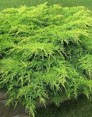 Рослина Ялівець середній / Juniperus pfitzeriana Aurea ( форм ), С20