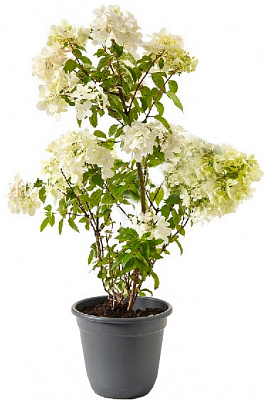 Растение Гортензия метельчатая Сандей Фрейз С2-3