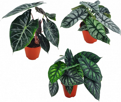 Растение Алоказия микс d12/h40