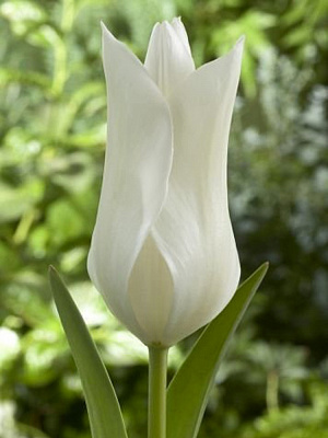 Луковица TUBERBULB Export B.V. тюльпана лилиецветного Уайт Триумфатор 3 шт.