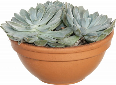 Сукулент d15/25 см