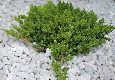 Рослина Ялівець нана d17/h30