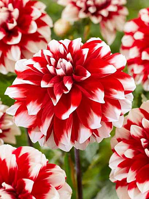 Коренебульба жоржини декоративної Ріфка 1 шт.