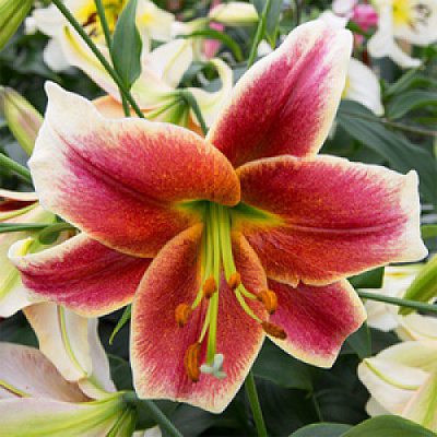 Луковица Яскрава Лилия OT гибрид гигантская Zagora 