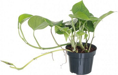 Рослина Сциндапсус 12/25 ауреум