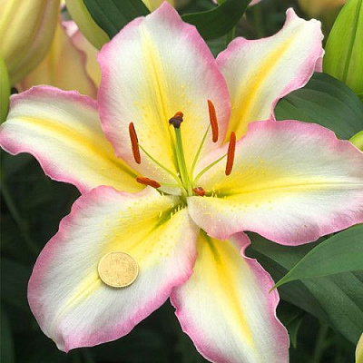 Луковица Лилия ориентальная Capitan Tricolore 1 шт. 