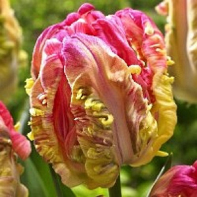 Луковица Тюльпан Папугайный Вебер*з Перрот 5 шт. 