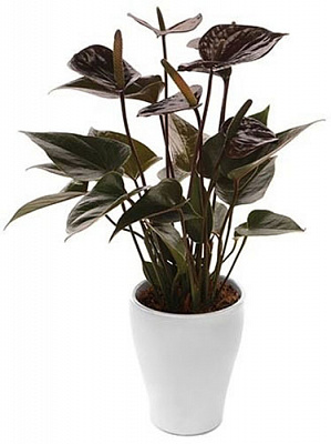Рослина Антуріум Чорний d14/h50