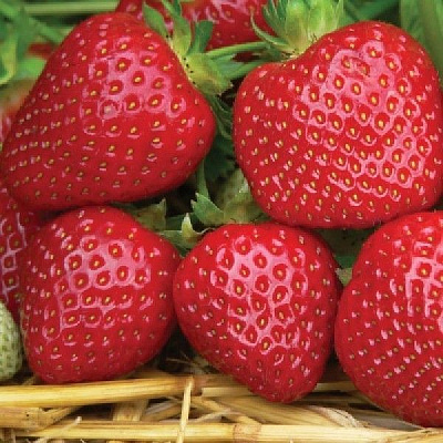 Саженец Земляника садовая фриго сорт Джайв класс А