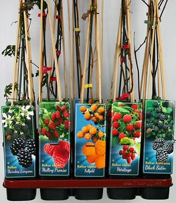 Растение Рубус Малина микс d15/h50