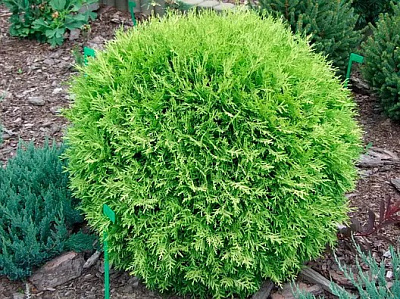 Рослина Туя/ Thuja plicata Morgan С3, Н20-30
