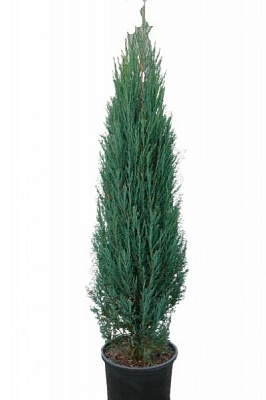 Саженец MegaPlant Можжевельник скельний Blue Arrow С5 60-80