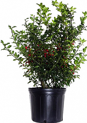 Растение Падуб остролистный P9