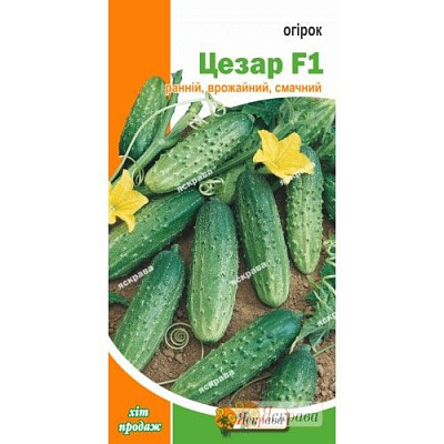 Насіння Яскрава огірок Цезар F1 0,5г (4823069801120)