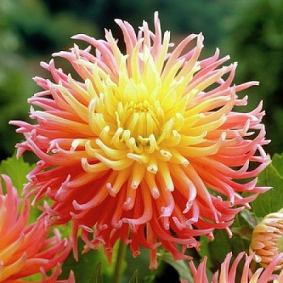 Корневище Яскрава Георгина кактусовая Apricot Star 1 шт. 